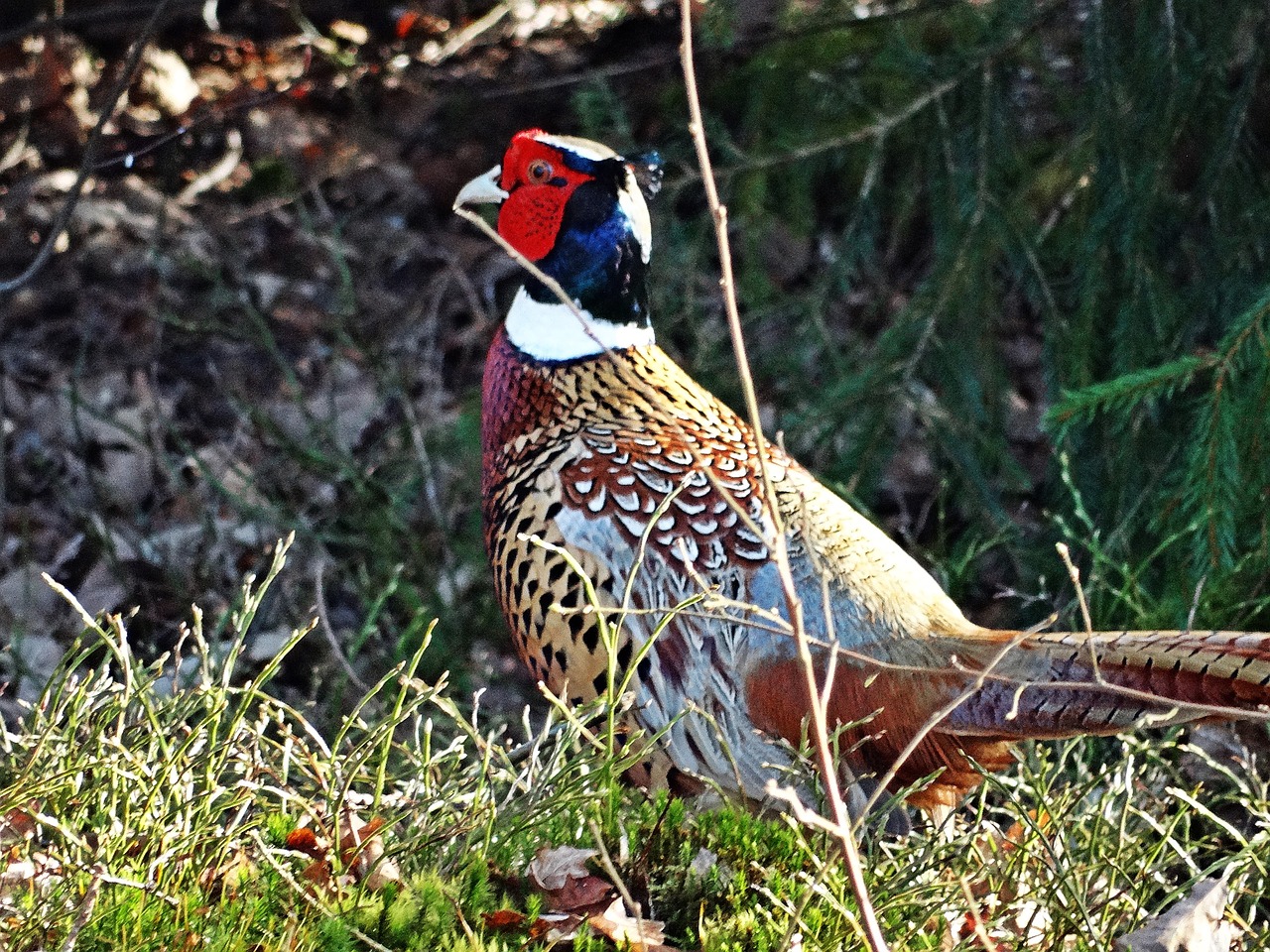 pheasant fasantupp fäggrann free photo