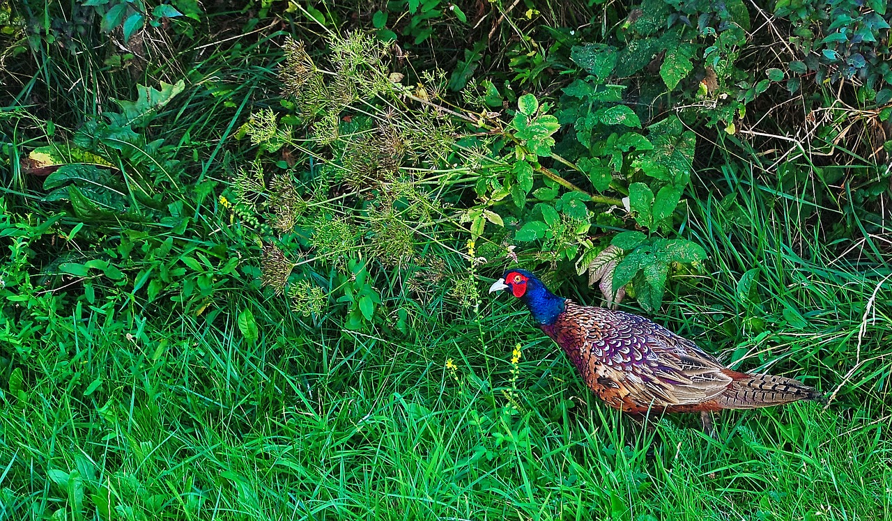 pheasant tom garden free photo