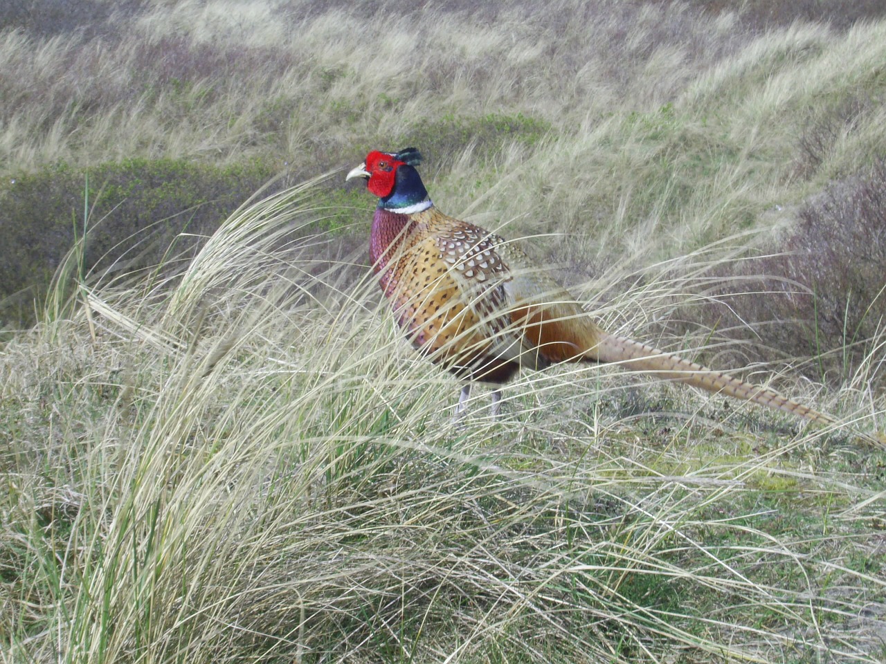 pheasant bird grass free photo