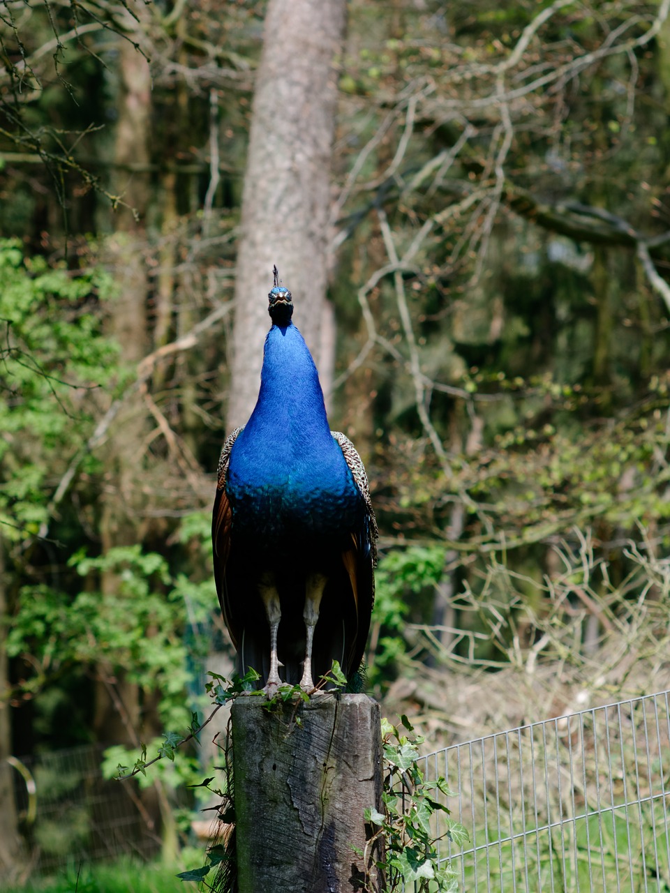 pheasant bird blue free photo
