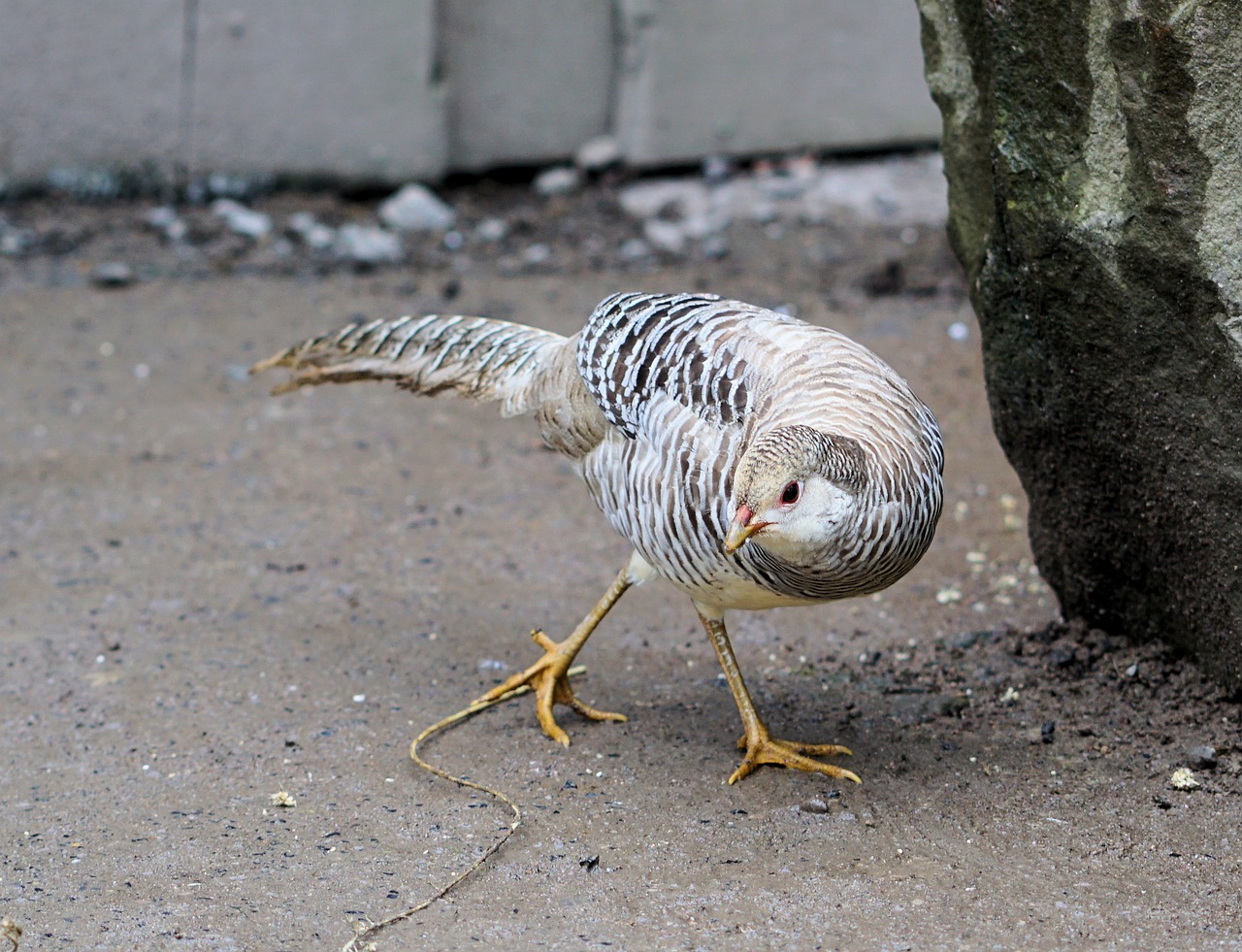 pheasant goldfasan colorful free photo