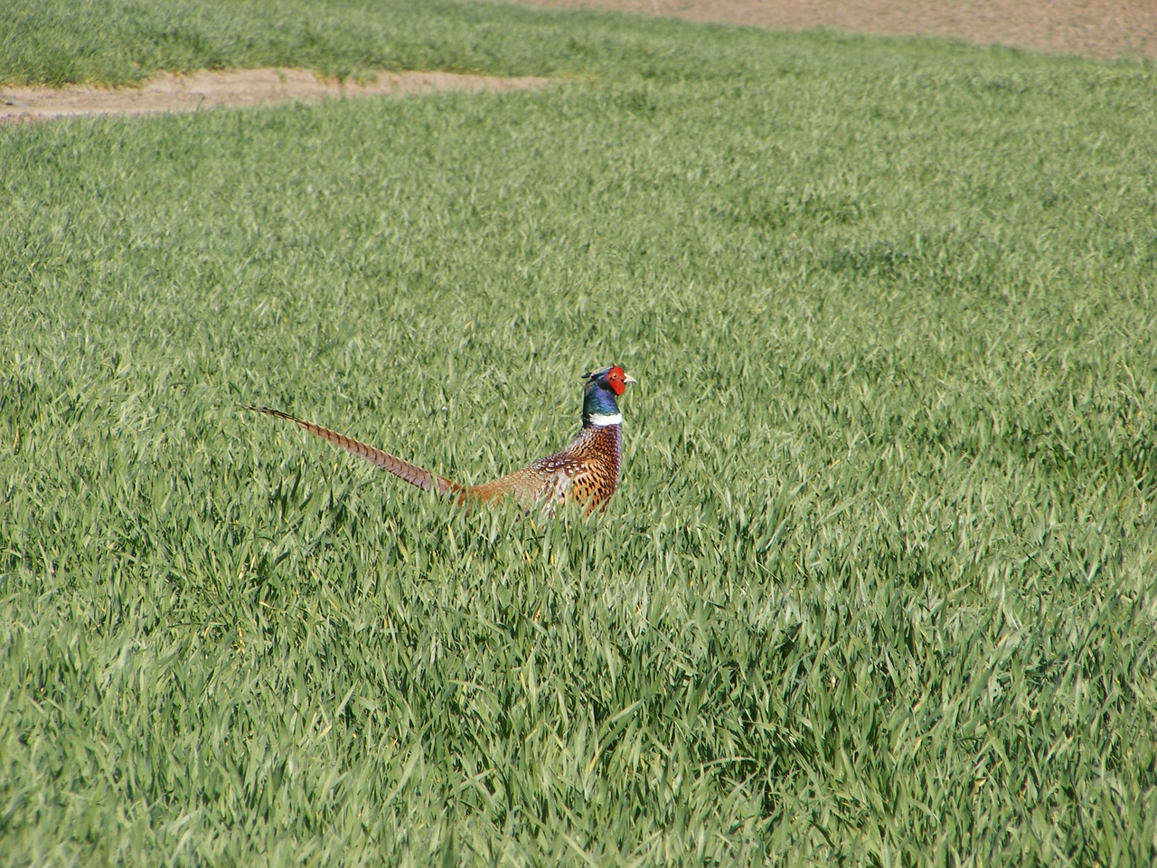 pheasant field green grass free photo