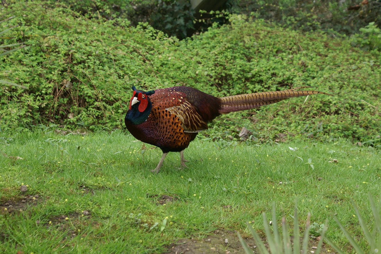 pheasant plumage species free photo