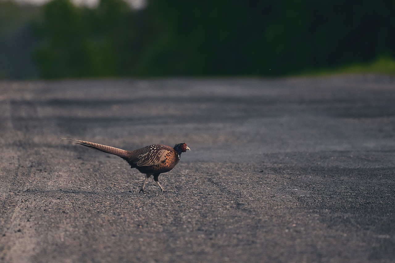 pheasant  bird  nature free photo