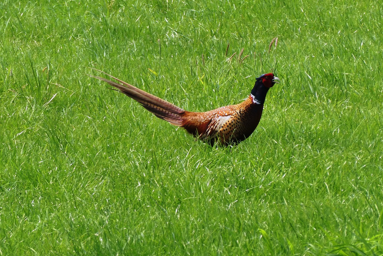 pheasant  whey  grass free photo