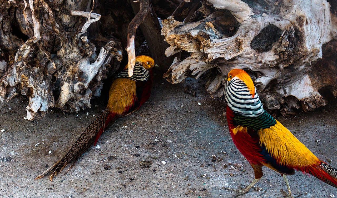 pheasant  bird  zoo free photo