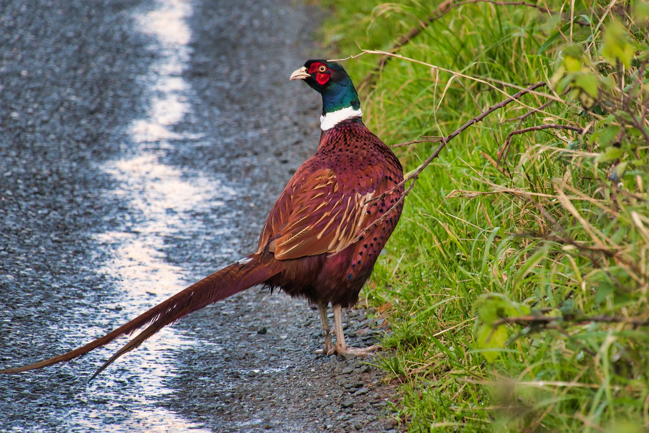 pheasant  road  bird free photo