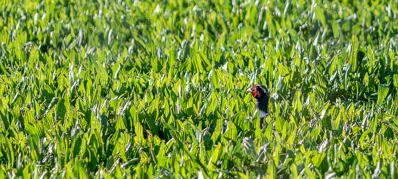 pheasant  hidden  meadow free photo