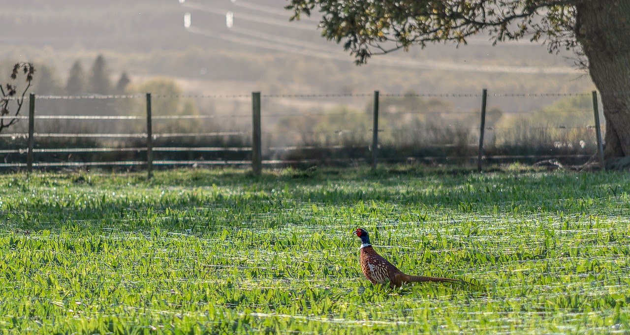 pheasant  meadow  spider webs free photo