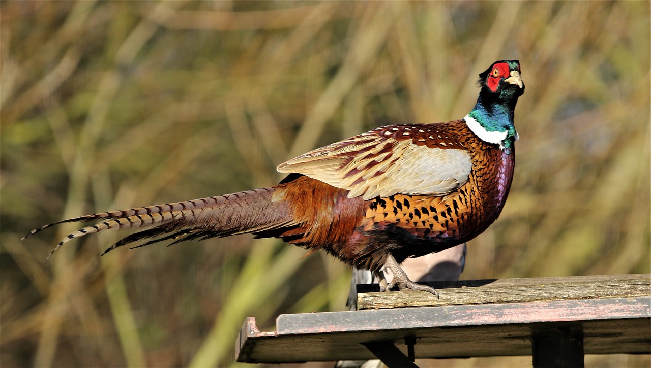 pheasant  female  bird free photo