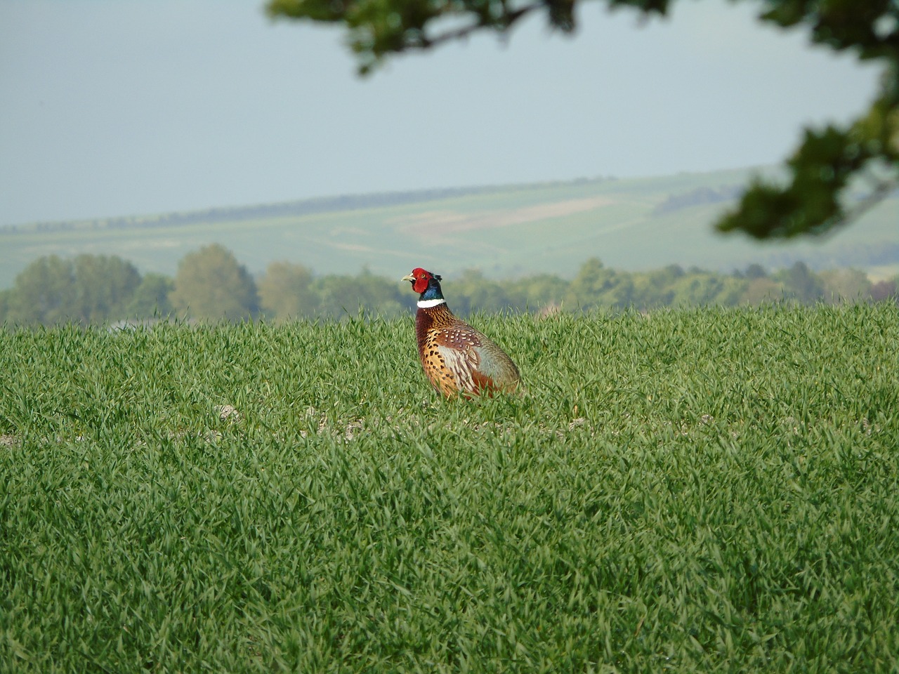 pheasant  nesting  bird watching free photo