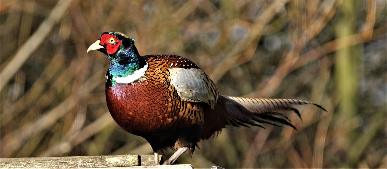 pheasant  bird  plumage free photo