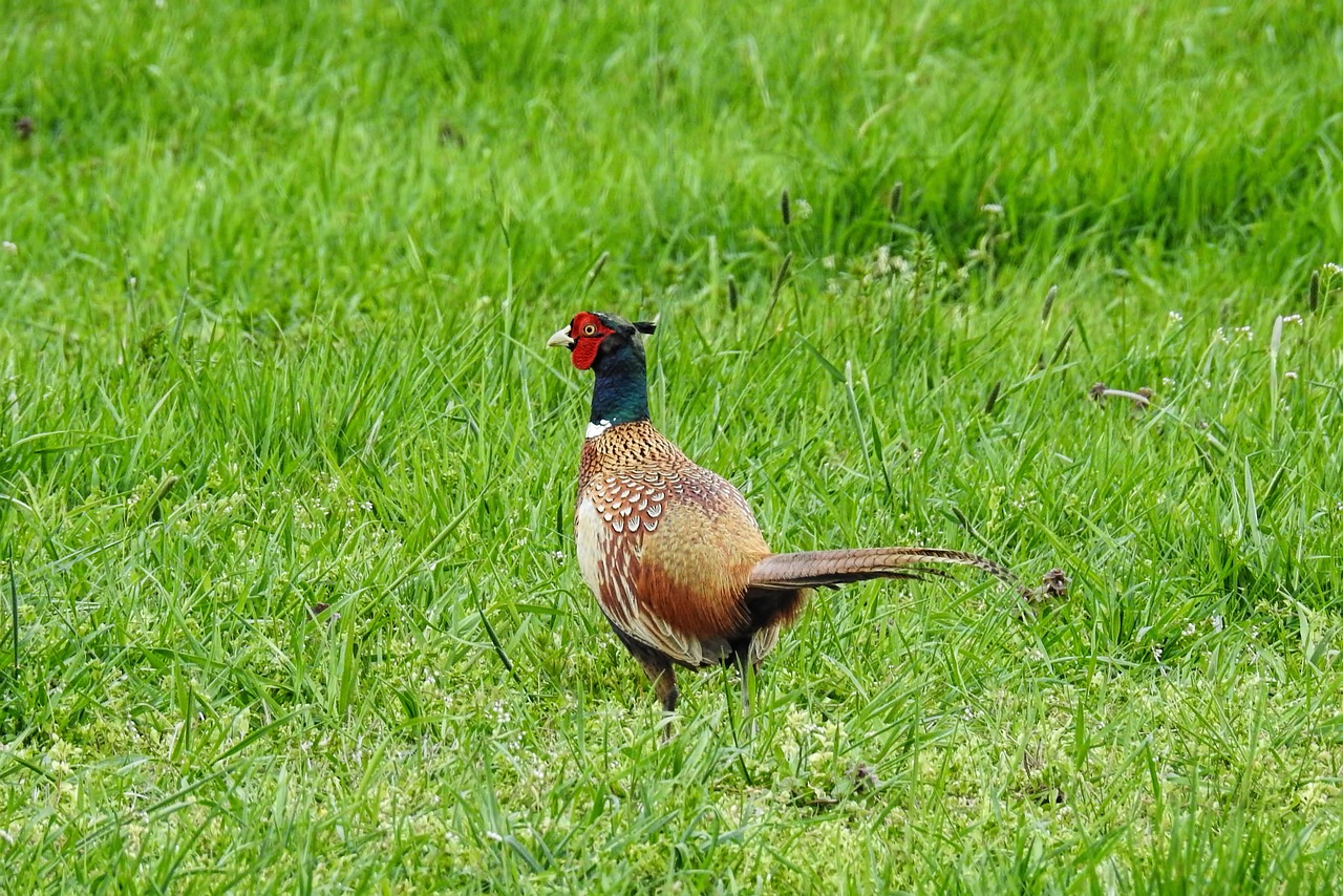 pheasant  bird  nature free photo