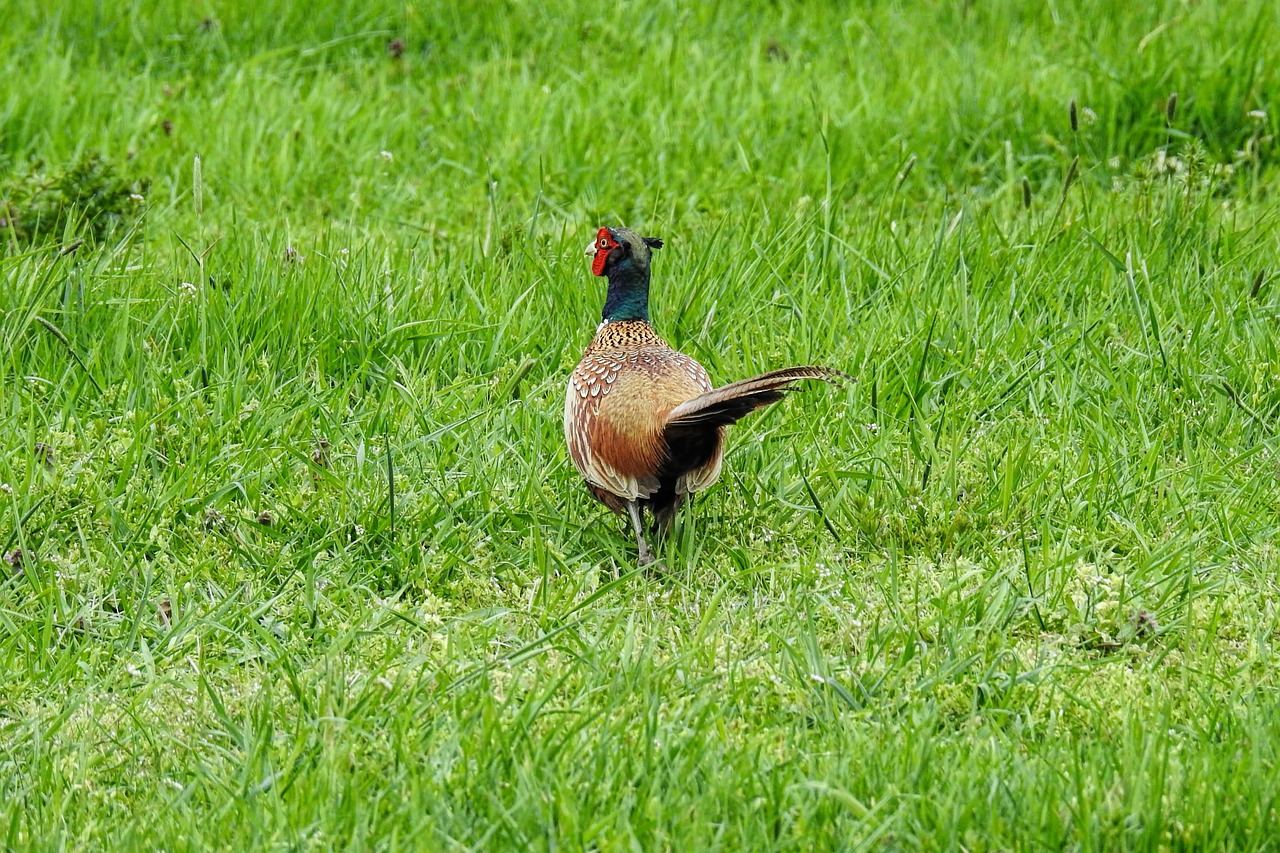 pheasant  bird  plumage free photo