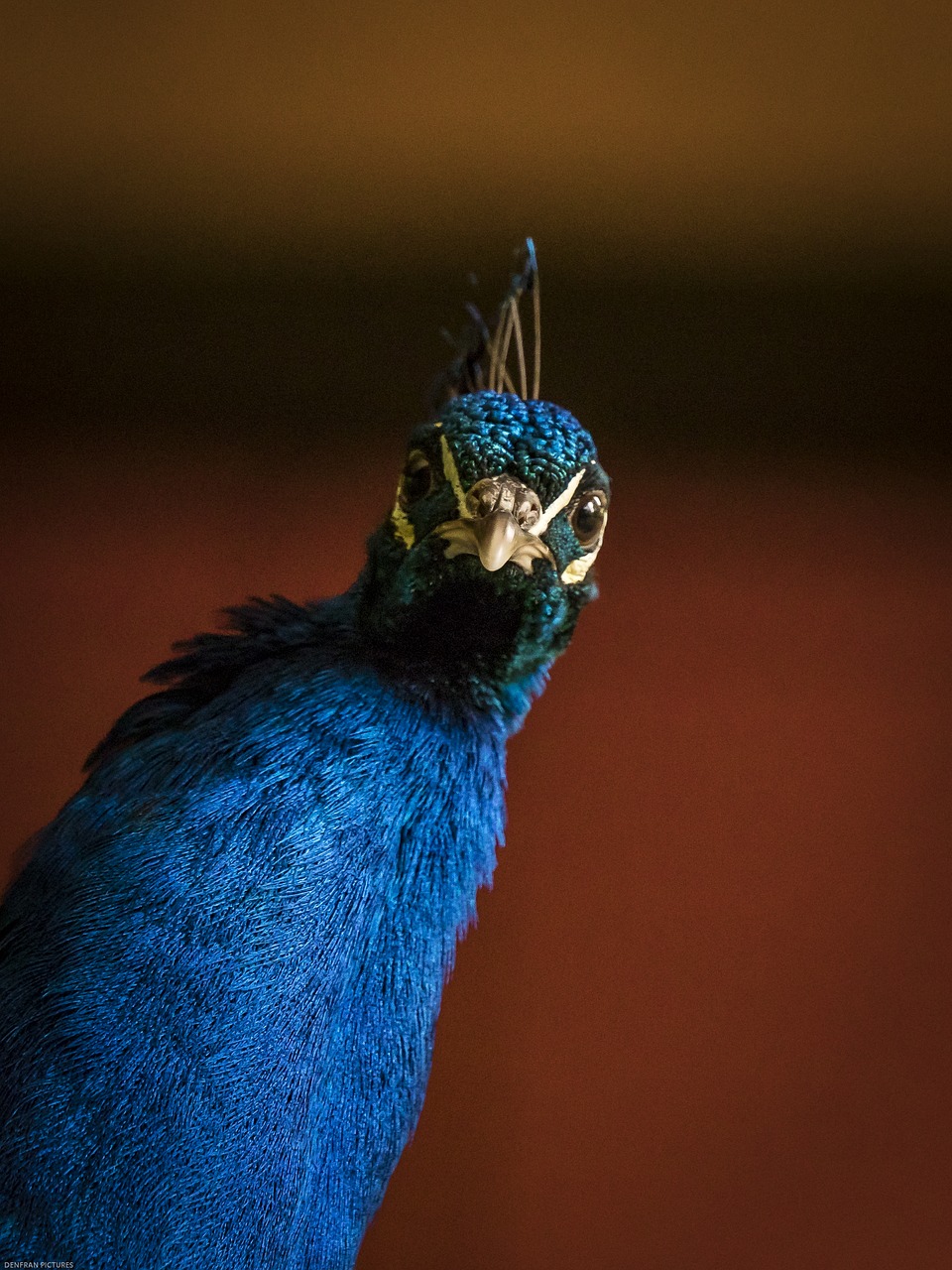 pheasant  animal  bird free photo