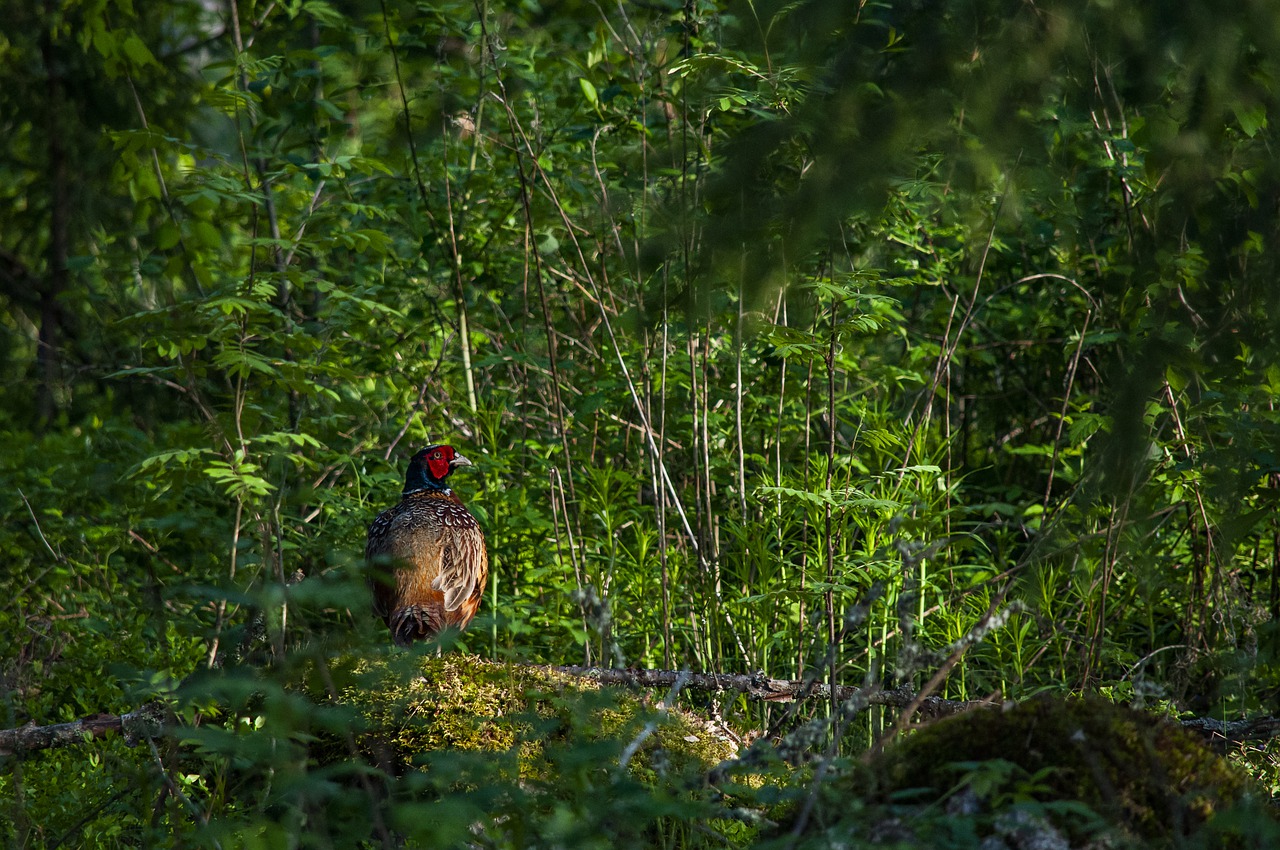 pheasant  bird  animal free photo