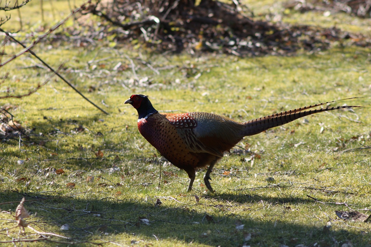 pheasant bird game free photo