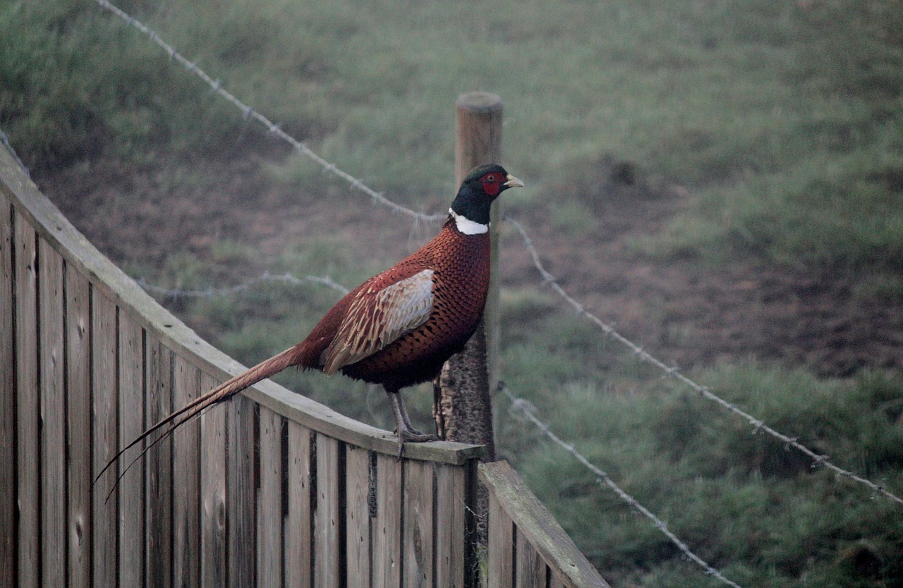 pheasant rural countryside free photo