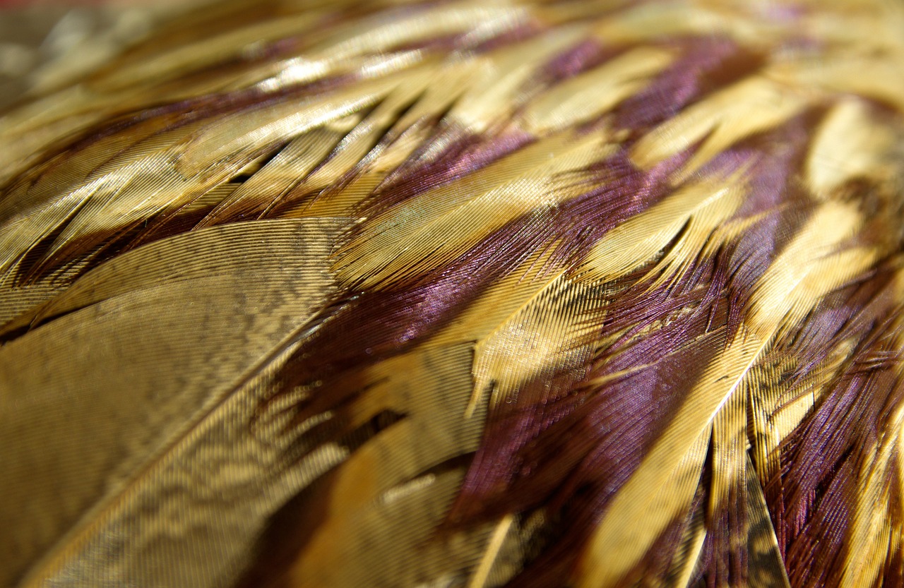 pheasant wing feathers free photo