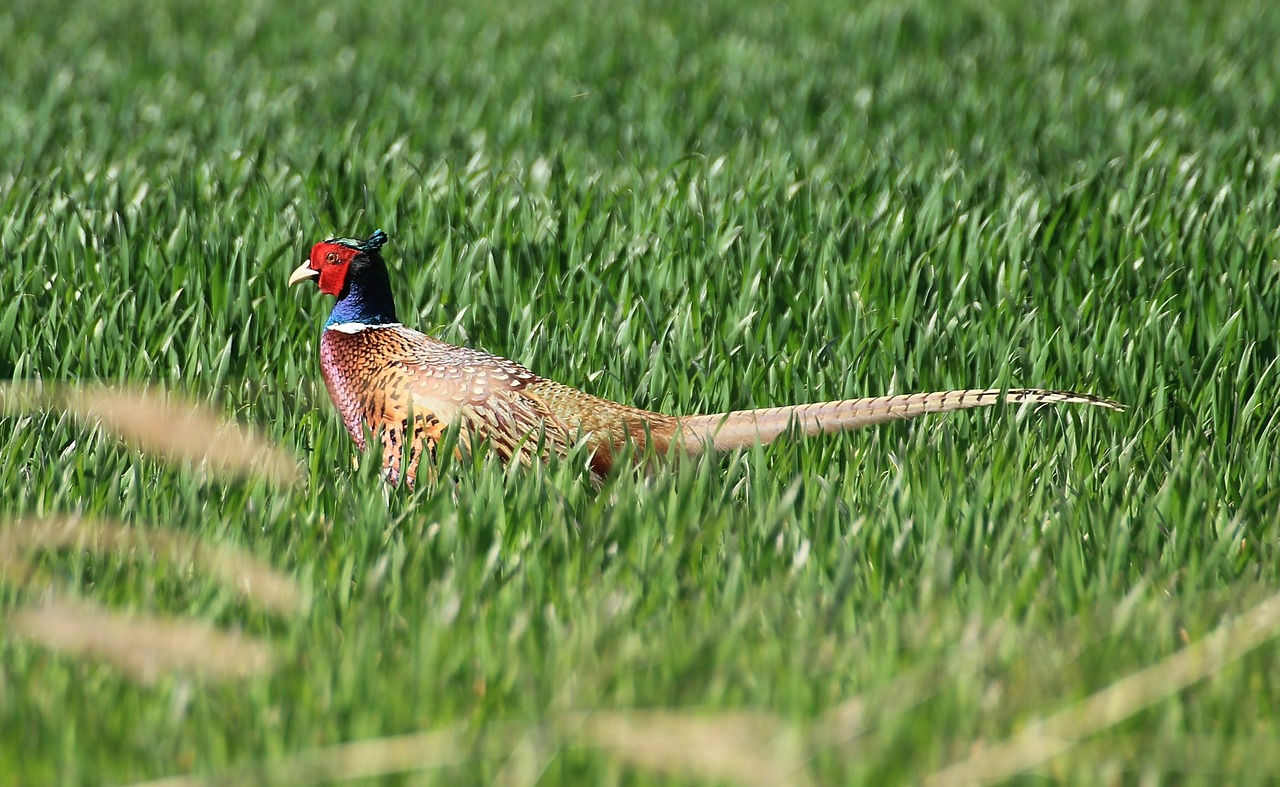 pheasant phasianus colchicus species free photo