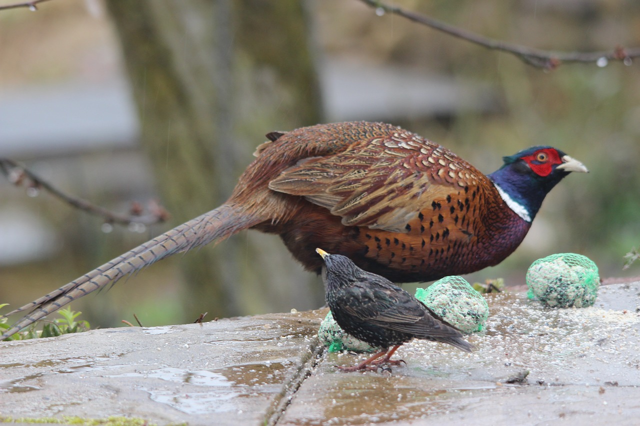 pheasant star birds free photo