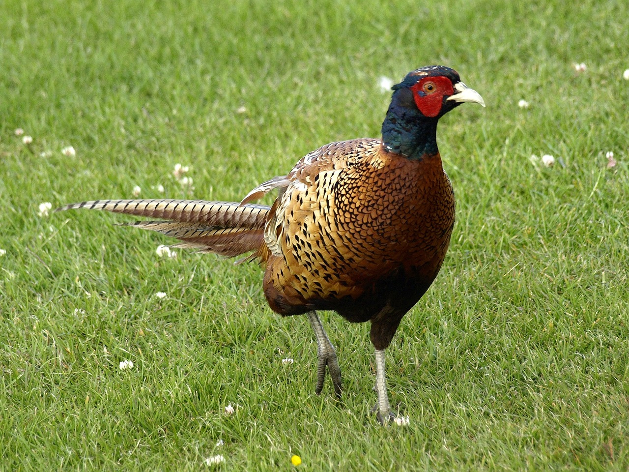 pheasant species phasianus colchicus free photo