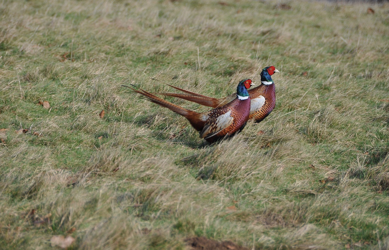 pheasants  running  amusing expresssion free photo