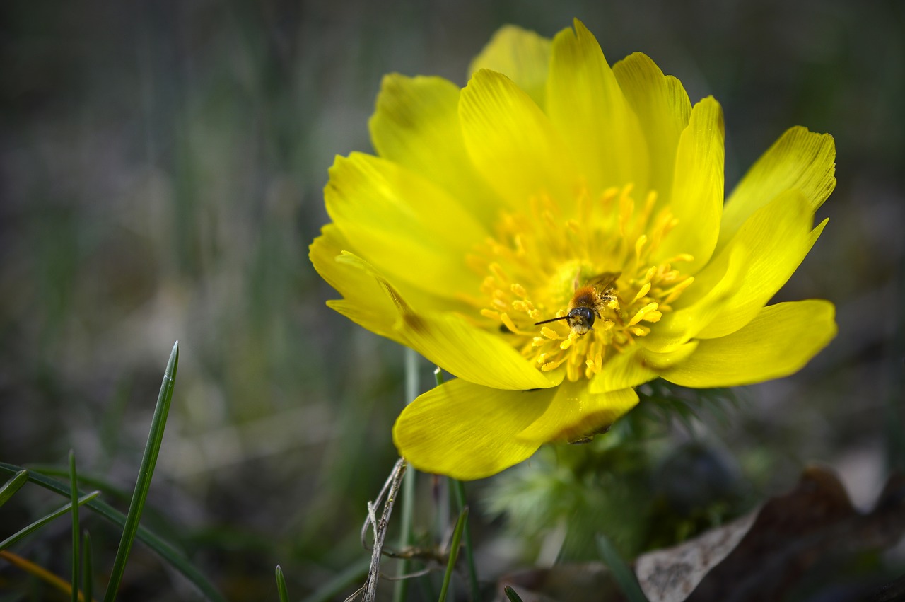 pheasant's eye  adonis  vernal adonis free photo