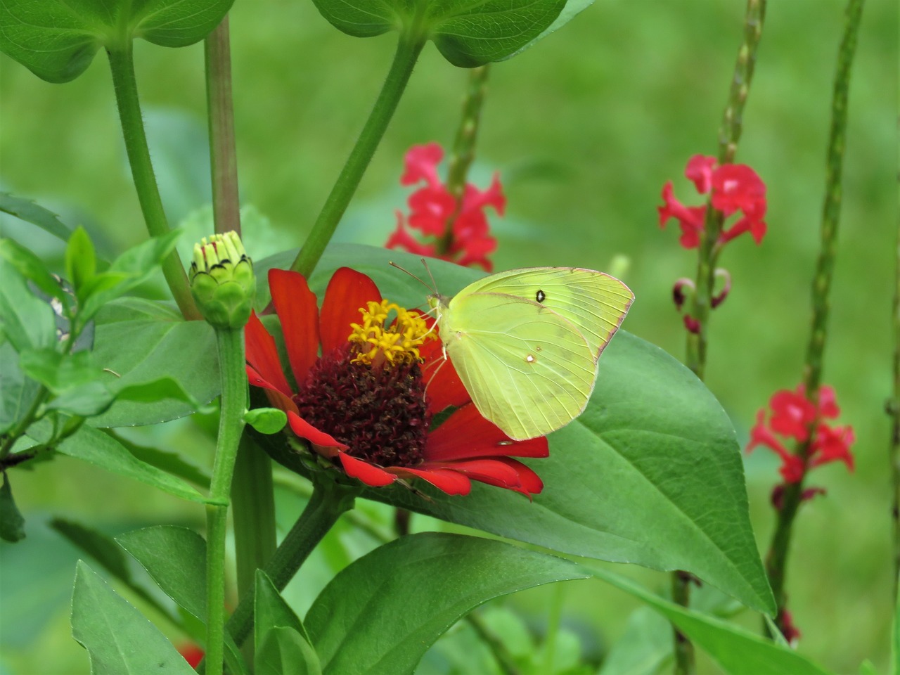 pheobus philea yellow butterfly butterfly on flower free photo