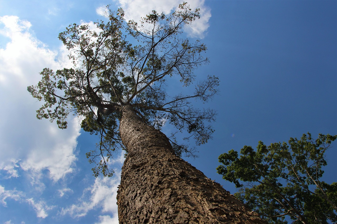 phetchabun thailand tree free photo