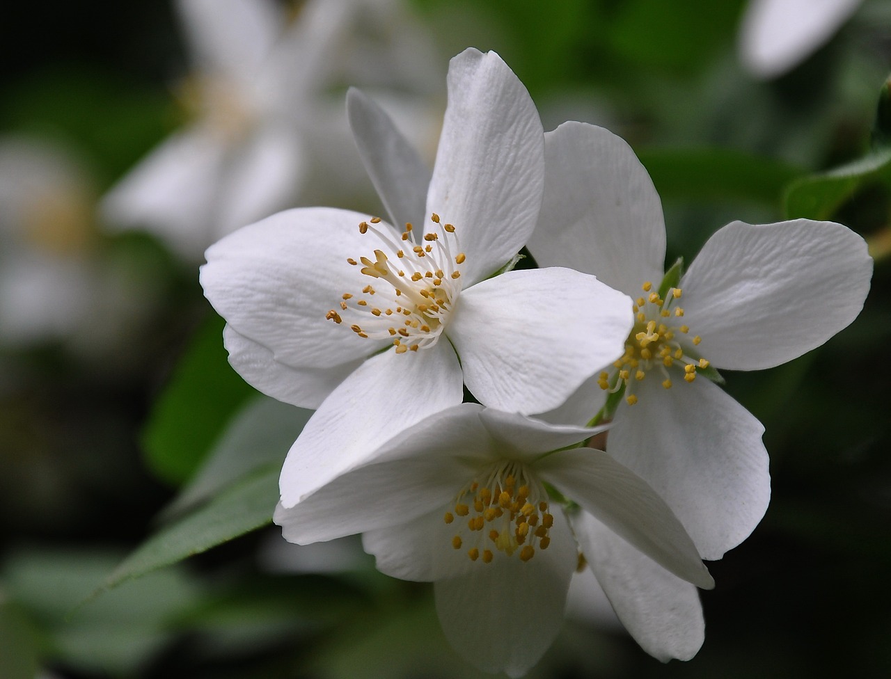 philadelphus bush white spring free photo