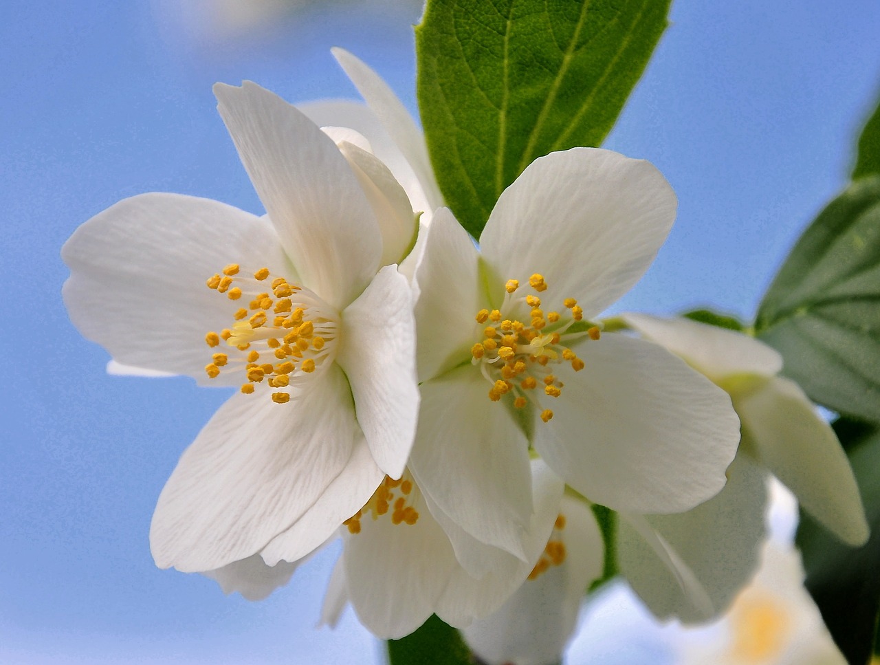 philadelphus bush white spring free photo