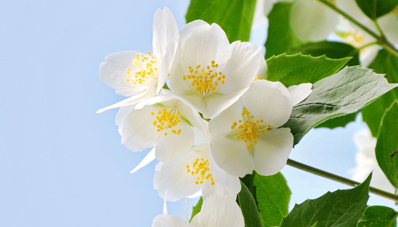 philadelphus bush white spring free photo