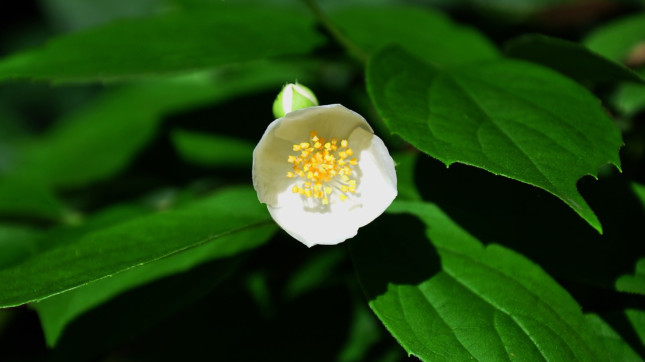 philadelphus bush white spring free photo