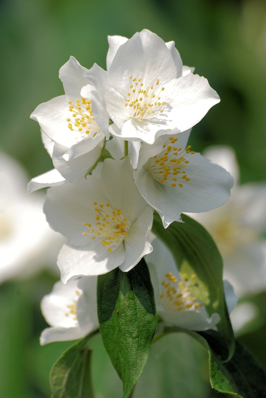 philadelphus coronarius wildflower flower free photo