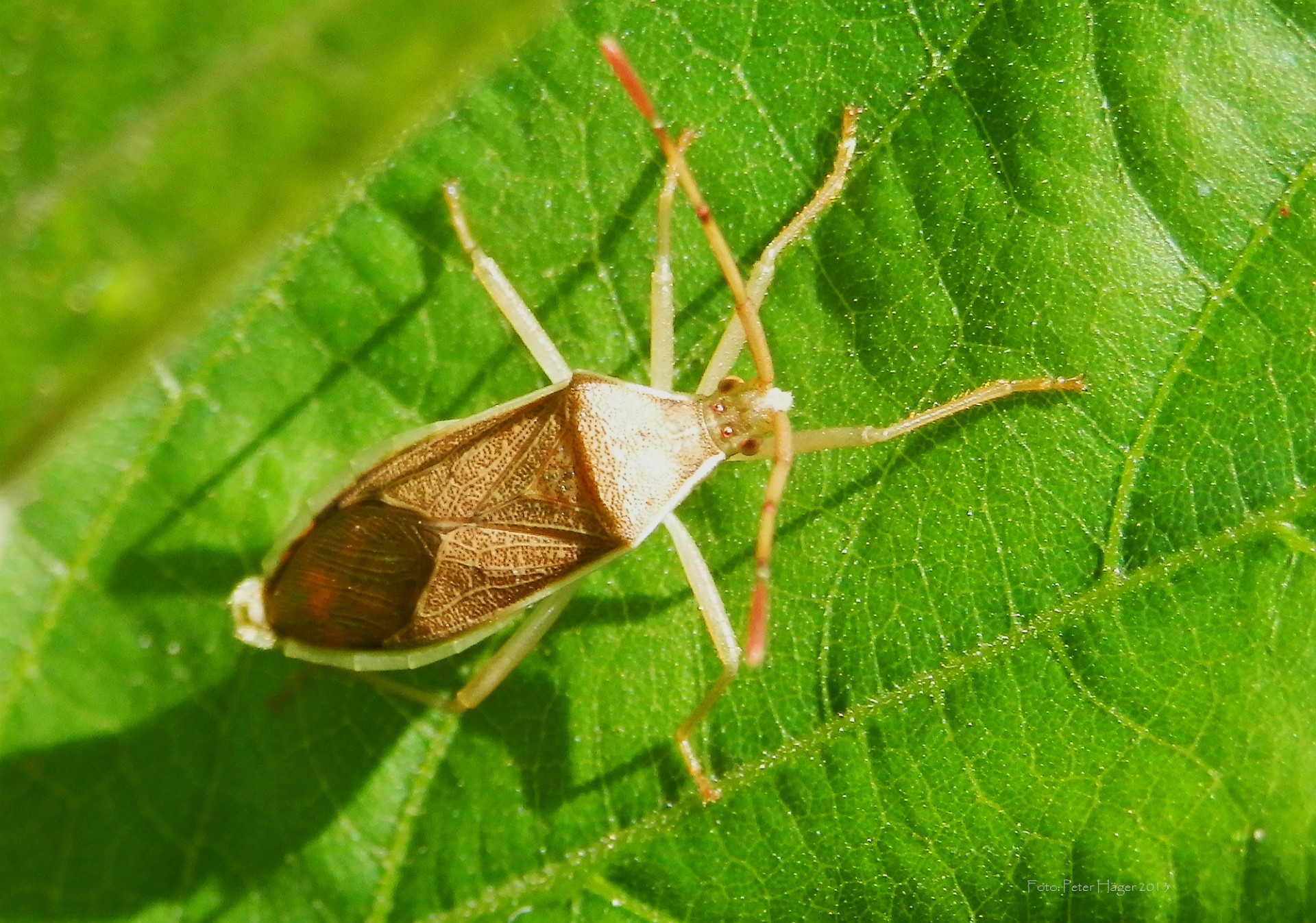 beetle bug insect free photo