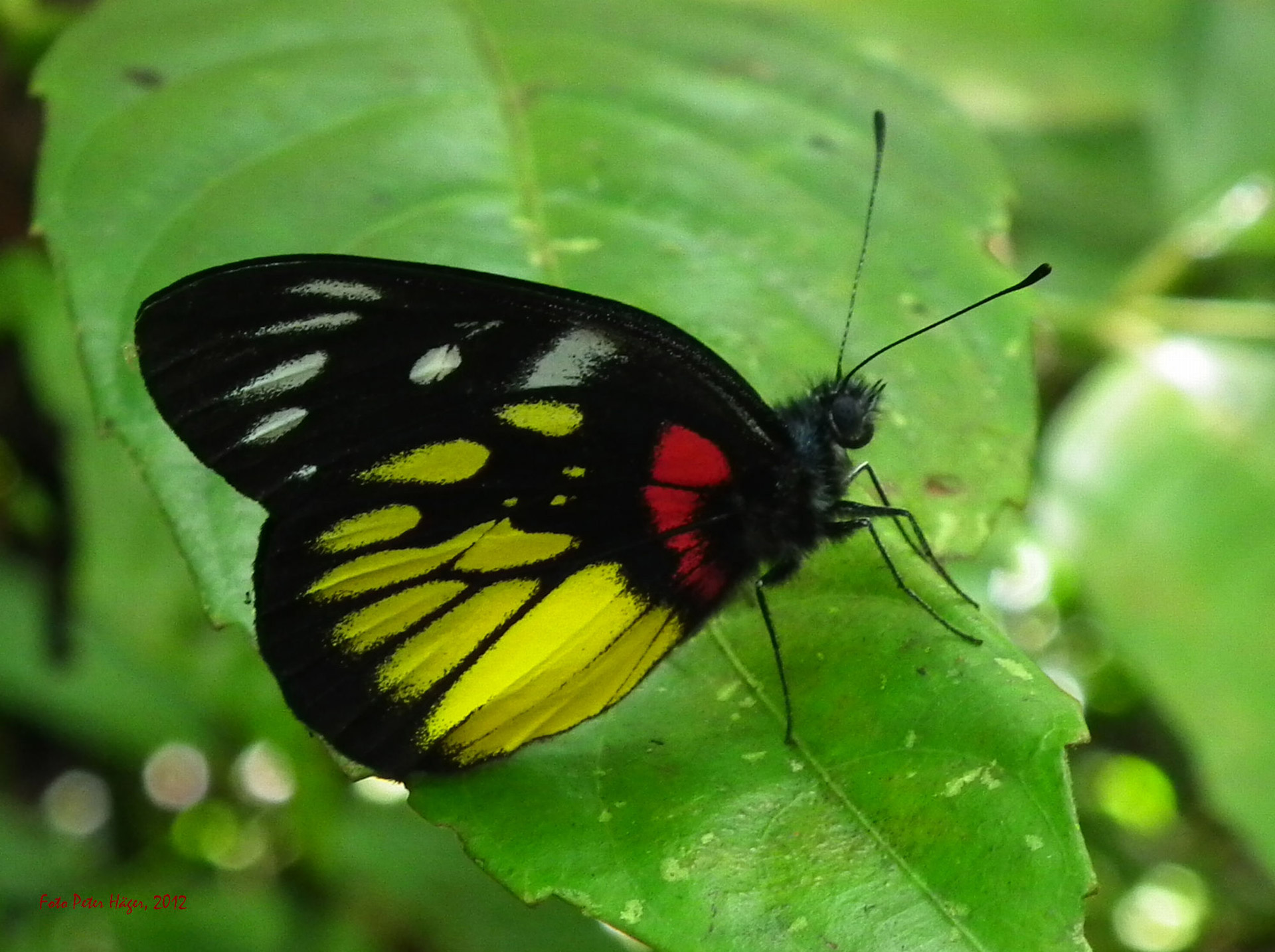 butterfly butterflies philippine butterfly free photo