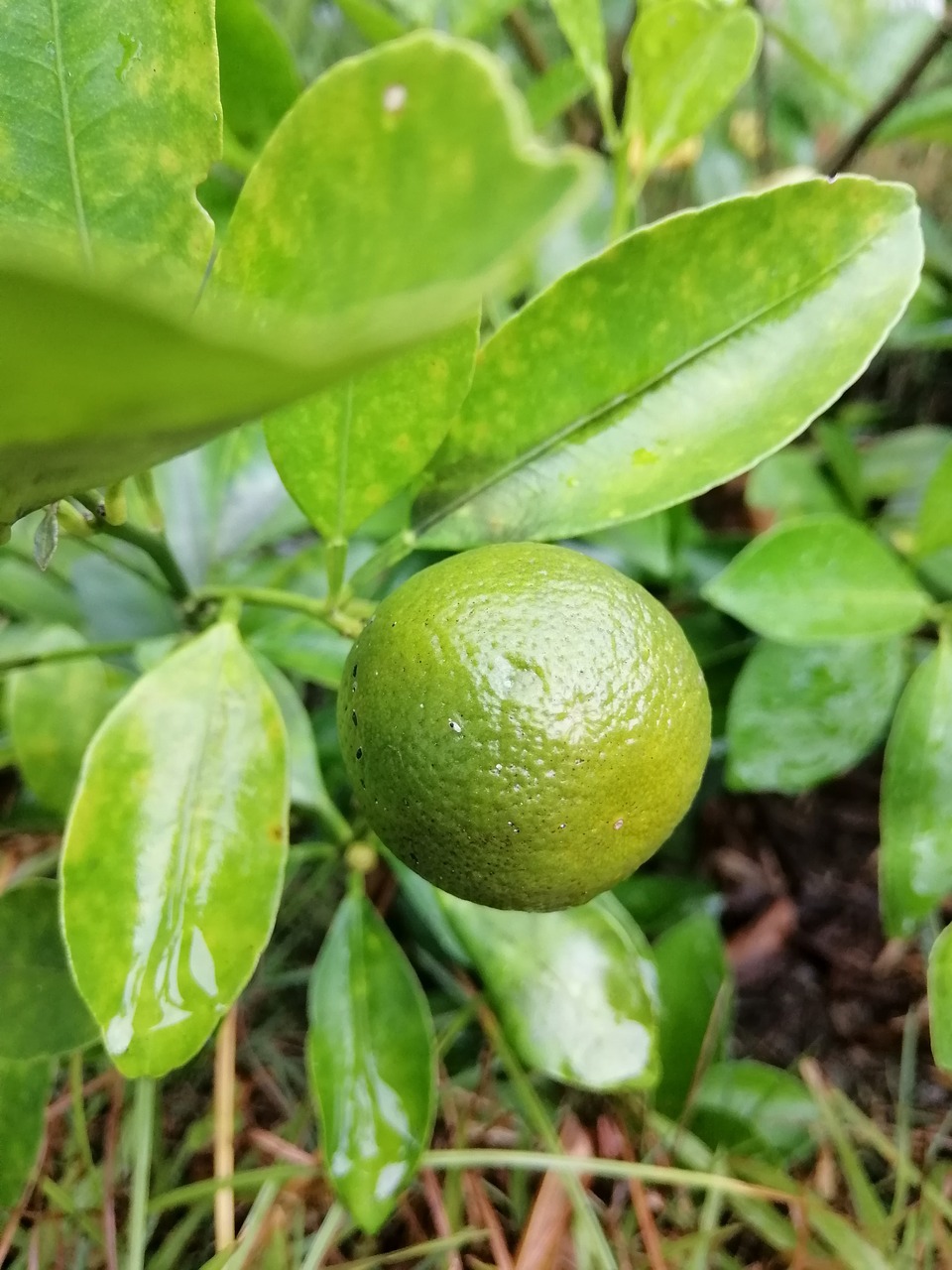 philippine lemon  green plant  nature free photo