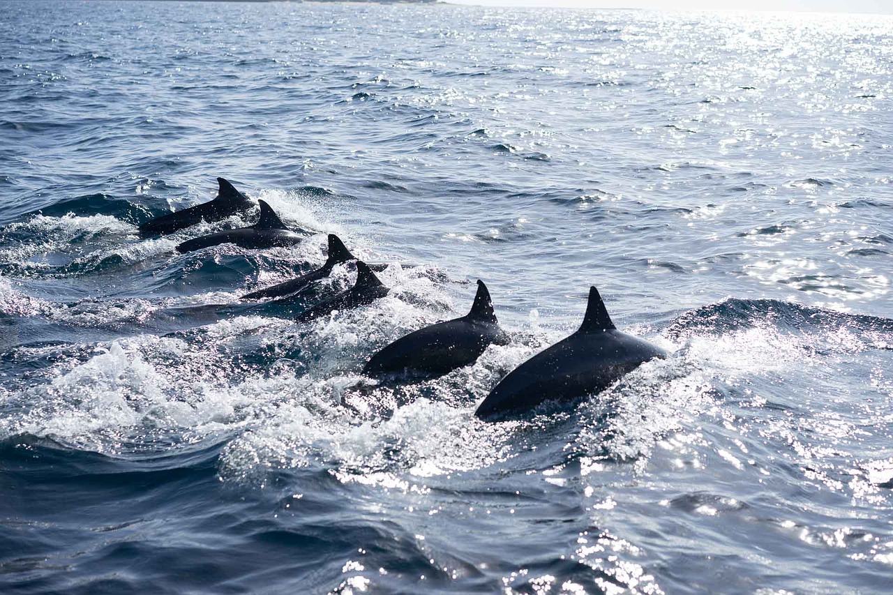 philippines dolphin nature free photo