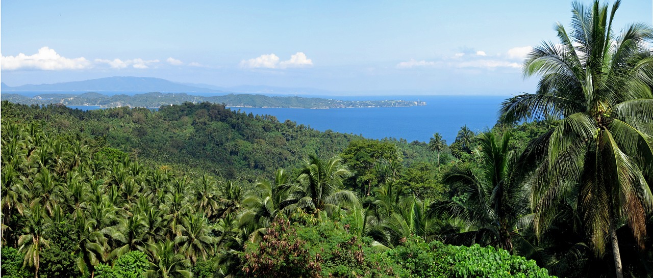 philippines palm tropical free photo