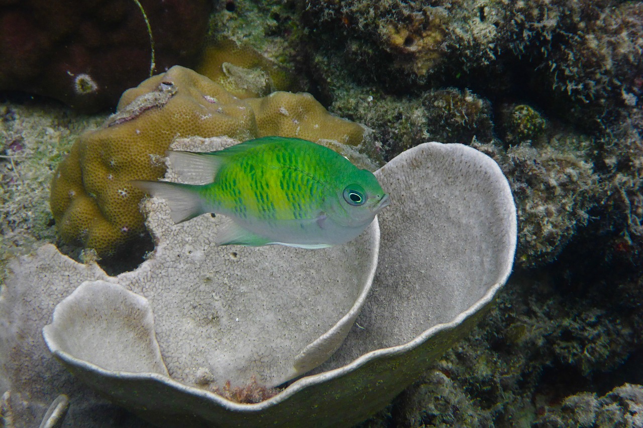 philippines el nido fish free photo