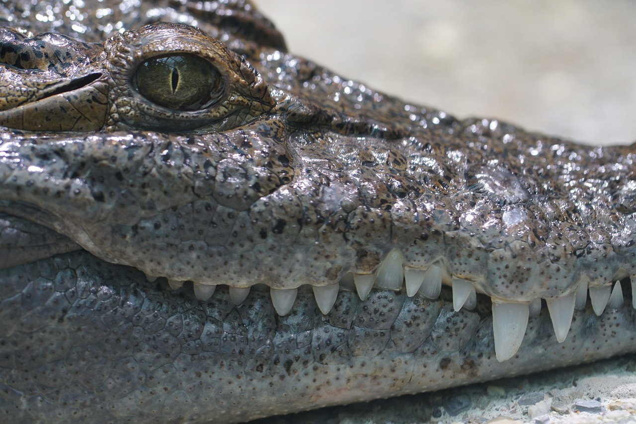 philippines crocodile freshwater crepuscular free photo