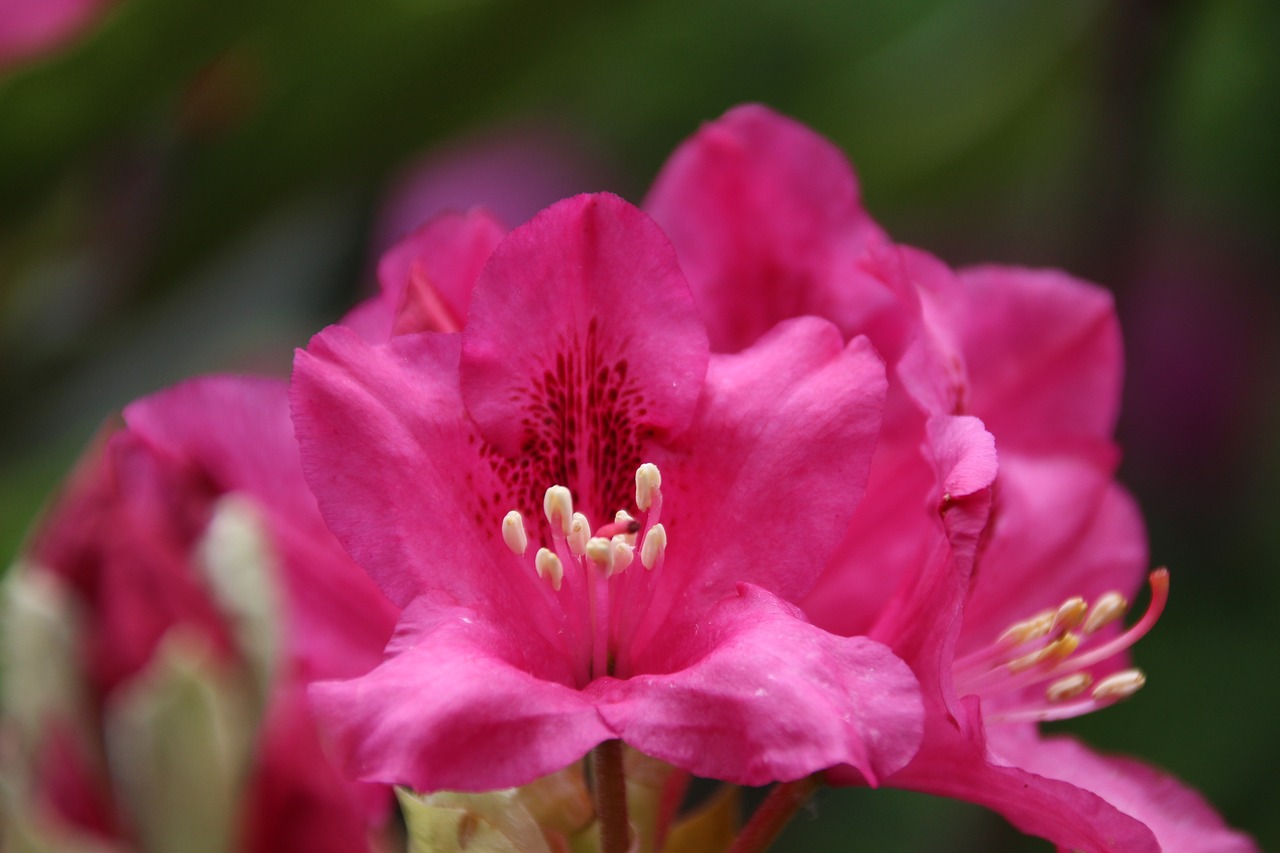 philodendron flowers pink free photo