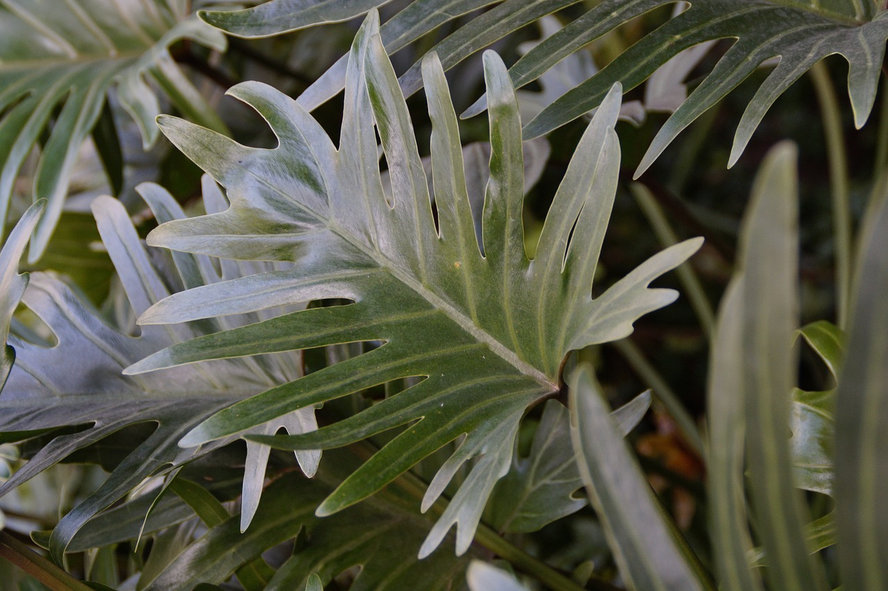 philodendron large leaves leaf free photo