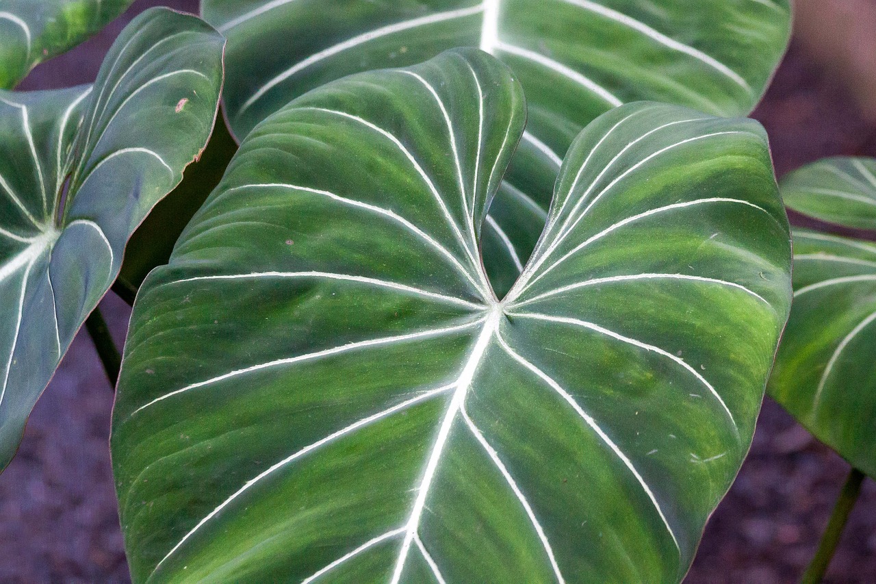 philodendron gloriosum leaves bush free photo