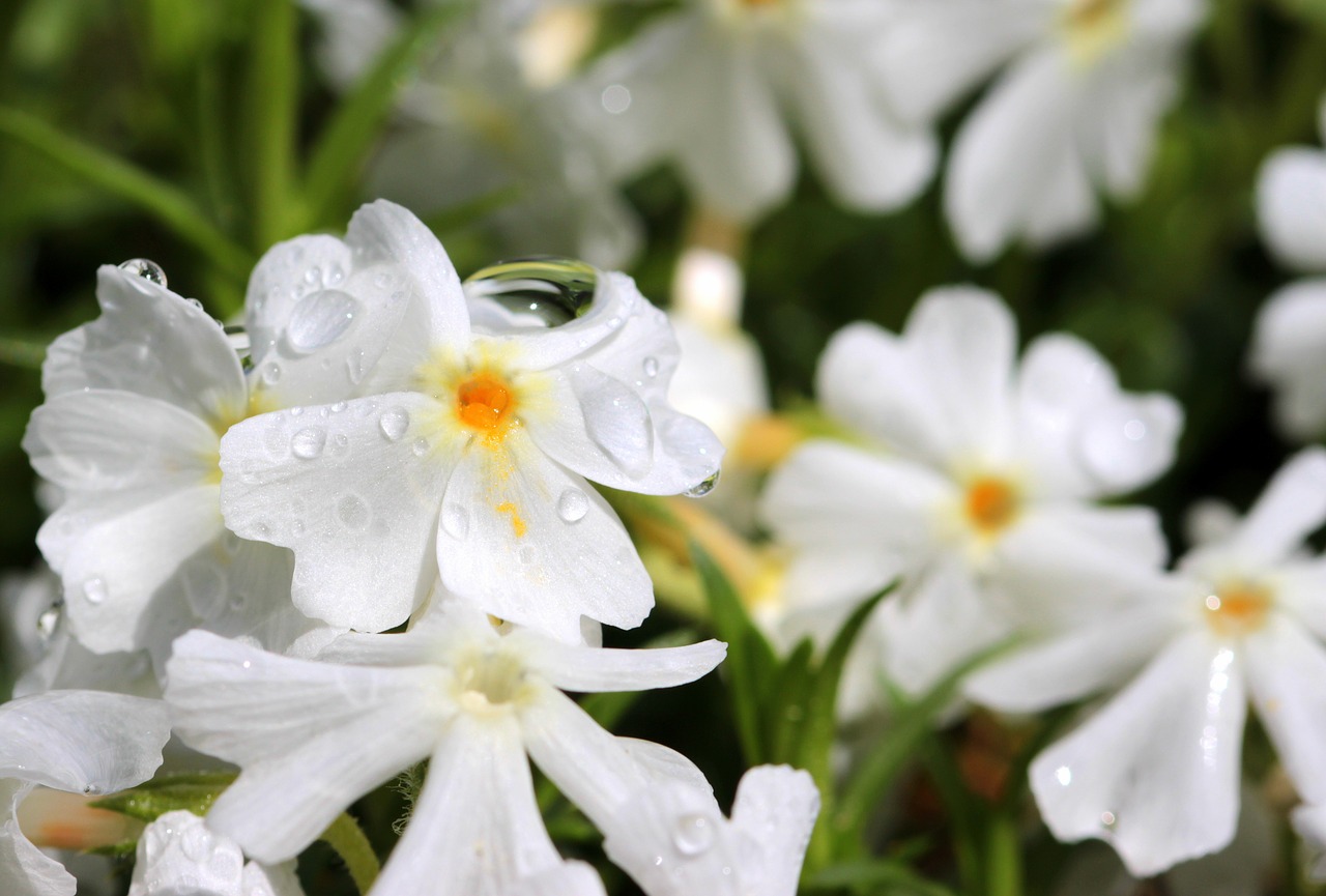 phlox white blossom free photo