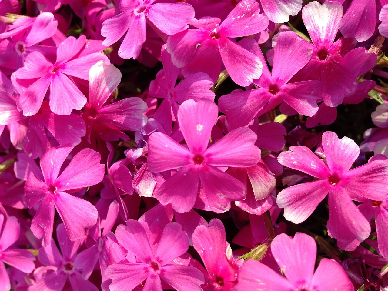 phlox flower nature free photo