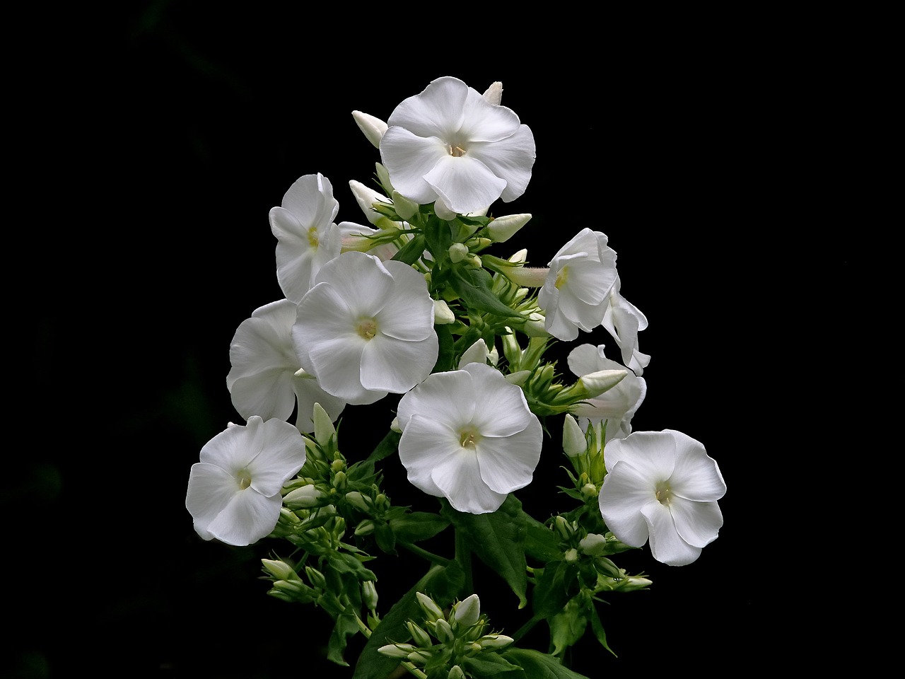 phlox white flower free photo