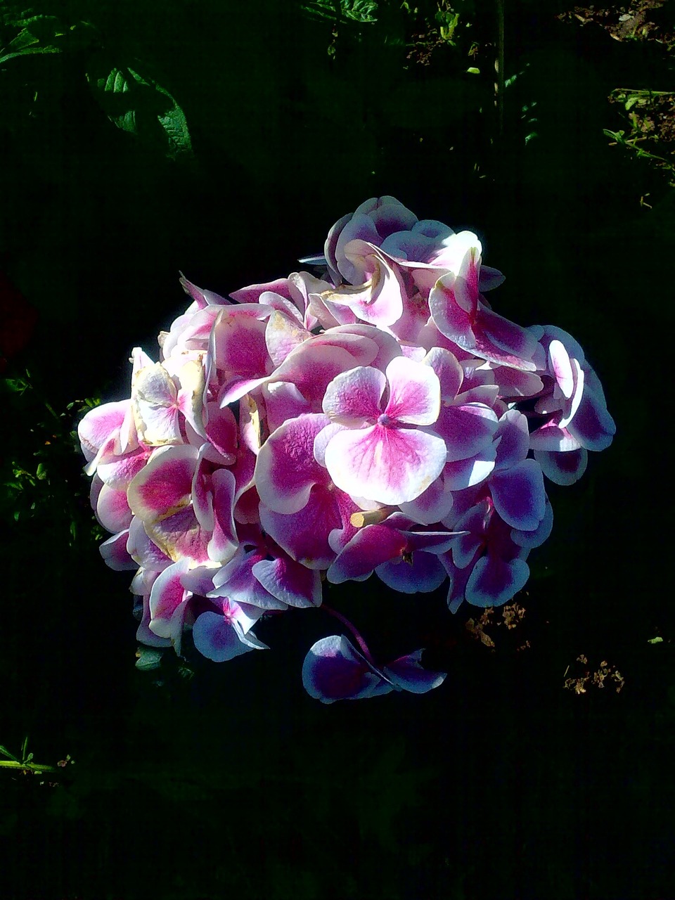 phlox pink flower free photo
