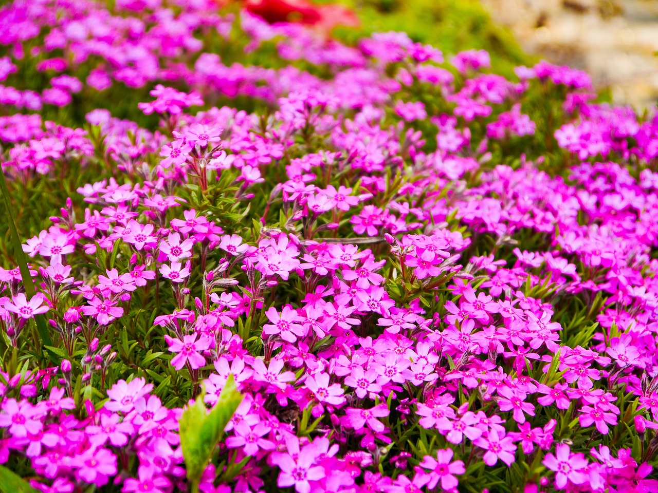 phlox flower garden flower free photo